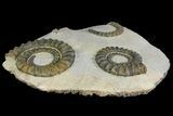 Plate of Two Devonian Ammonite (Anetoceras) Fossils - Morocco #135999-1